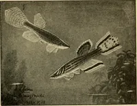 Picture 167 of 250 from Die exotischen zierfische in wort und bild (1914), leaf 254