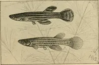 Picture 168 of 250 from Die exotischen zierfische in wort und bild (1914), leaf 256