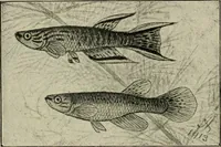 Picture 169 of 250 from Die exotischen zierfische in wort und bild (1914), leaf 257