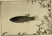 Picture 170 of 250 from Die exotischen zierfische in wort und bild (1914), leaf 258