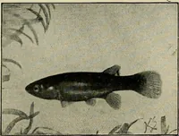 An illustration from Die exotischen zierfische in wort und bild (1914)