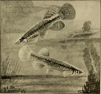 Picture 172 of 250 from Die exotischen zierfische in wort und bild (1914), leaf 260