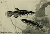Picture 173 of 250 from Die exotischen zierfische in wort und bild (1914), leaf 261