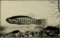 An illustration from Die exotischen zierfische in wort und bild (1914)