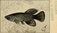 An illustration from Die exotischen zierfische in wort und bild (1914)