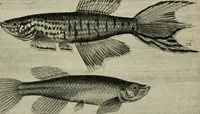 An illustration from Die exotischen zierfische in wort und bild (1914)
