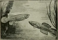 Picture 178 of 250 from Die exotischen zierfische in wort und bild (1914), leaf 269