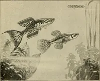 Picture 179 of 250 from Die exotischen zierfische in wort und bild (1914), leaf 272