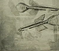 An illustration from Die exotischen zierfische in wort und bild (1914)