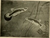 Picture 181 of 250 from Die exotischen zierfische in wort und bild (1914), leaf 274