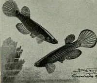 Picture 182 of 250 from Die exotischen zierfische in wort und bild (1914), leaf 275