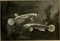 Picture 183 of 250 from Die exotischen zierfische in wort und bild (1914), leaf 276
