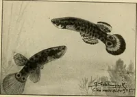 Picture 184 of 250 from Die exotischen zierfische in wort und bild (1914), leaf 278