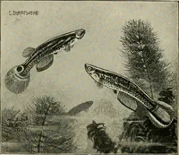 An illustration from Die exotischen zierfische in wort und bild (1914)