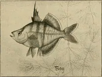 An illustration from Die exotischen zierfische in wort und bild (1914)