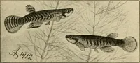 Picture 186 of 250 from Die exotischen zierfische in wort und bild (1914), leaf 280