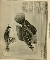 An illustration from Die exotischen zierfische in wort und bild (1914)
