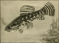 An illustration from Die exotischen zierfische in wort und bild (1914)