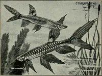 Picture 189 of 250 from Die exotischen zierfische in wort und bild (1914), leaf 285