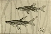 An illustration from Die exotischen zierfische in wort und bild (1914)