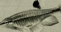 An illustration from Die exotischen zierfische in wort und bild (1914)