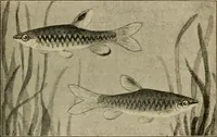 An illustration from Die exotischen zierfische in wort und bild (1914)