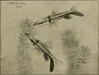Picture 193 of 250 from Die exotischen zierfische in wort und bild (1914), leaf 292