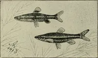 An illustration from Die exotischen zierfische in wort und bild (1914)