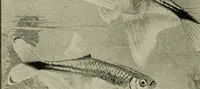 An illustration from Die exotischen zierfische in wort und bild (1914)