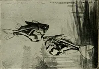 Picture 197 of 250 from Die exotischen zierfische in wort und bild (1914), leaf 297