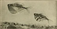 An illustration from Die exotischen zierfische in wort und bild (1914)