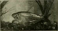 An illustration from Die exotischen zierfische in wort und bild (1914)