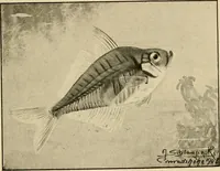 An illustration from Die exotischen zierfische in wort und bild (1914)
