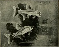 Picture 200 of 250 from Die exotischen zierfische in wort und bild (1914), leaf 301