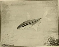 An illustration from Die exotischen zierfische in wort und bild (1914)