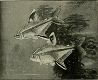 An illustration from Die exotischen zierfische in wort und bild (1914)