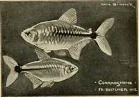 Picture 203 of 250 from Die exotischen zierfische in wort und bild (1914), leaf 304