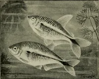 An illustration from Die exotischen zierfische in wort und bild (1914)