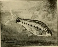 Picture 205 of 250 from Die exotischen zierfische in wort und bild (1914), leaf 306
