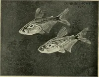 Picture 206 of 250 from Die exotischen zierfische in wort und bild (1914), leaf 307