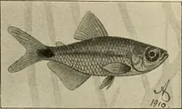 An illustration from Die exotischen zierfische in wort und bild (1914)