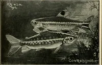 Picture 208 of 250 from Die exotischen zierfische in wort und bild (1914), leaf 309