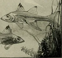 An illustration from Die exotischen zierfische in wort und bild (1914)
