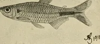 An illustration from Die exotischen zierfische in wort und bild (1914)