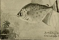 An illustration from Die exotischen zierfische in wort und bild (1914)
