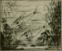 An illustration from Die exotischen zierfische in wort und bild (1914)