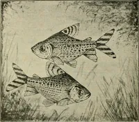 An illustration from Die exotischen zierfische in wort und bild (1914)