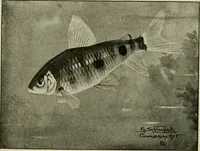 An illustration from Die exotischen zierfische in wort und bild (1914)