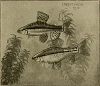 Picture 217 of 250 from Die exotischen zierfische in wort und bild (1914), leaf 320