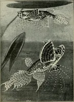 An illustration from Die exotischen zierfische in wort und bild (1914)